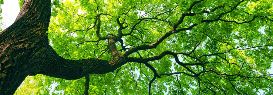 tree-jpg-7ac56375b25a44b9a3e4c97b69c9524c_orig